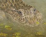 Stealth Alligator in murky water